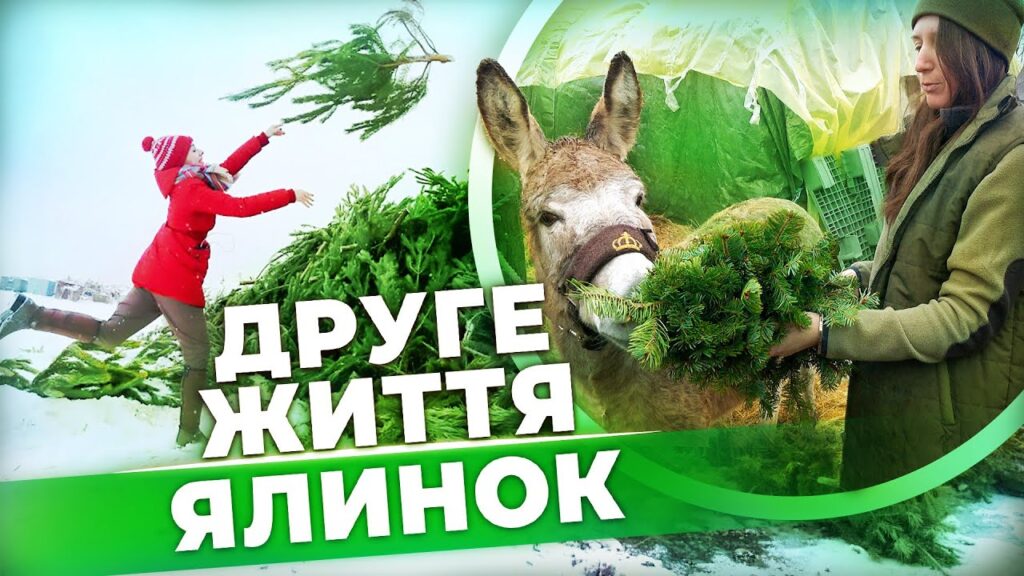 yak-pravylno-utylizuvaty-novorichnu-yalynku