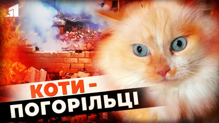 koty-pogorilczi-puhnastym-potribna-dopomoga
