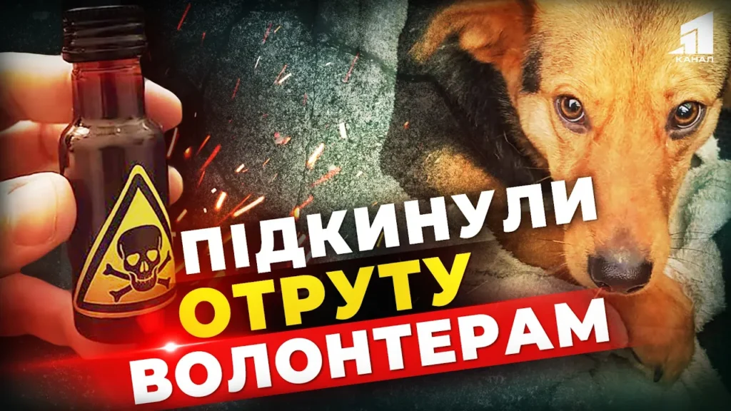 komu-zavazhav-prytulok-dlya-sobak-u-kryvomu-rozi-znovu-bida