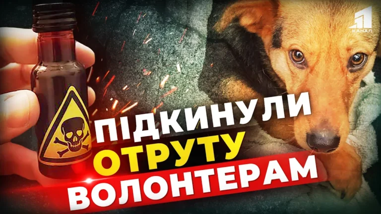 komu-zavazhav-prytulok-dlya-sobak-u-kryvomu-rozi-znovu-bida