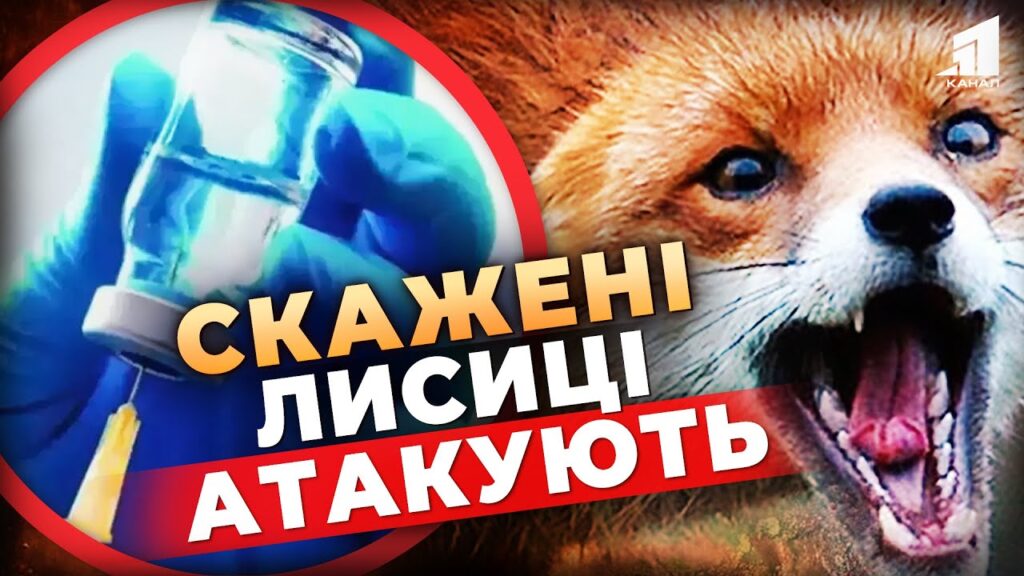 skazheni-lysyczi-atakuyut-dnipryan-yak-vberegtys-vid-skazu