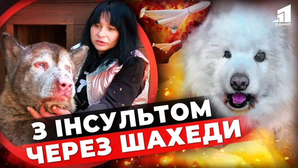 vony-tezh-strazhdayut-vid-vijny-yak-zaspokoyity-ta-dopomogty-domashnim-ulyublenczyam