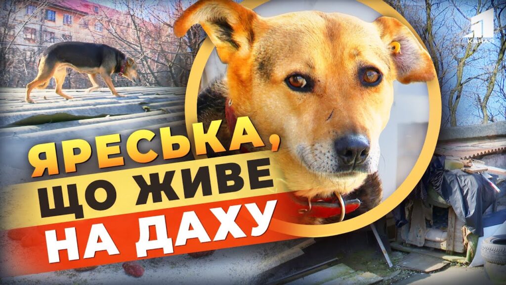 yareska-shho-zhyve-prosto-na-dahu-shhemlyva-istoriya-chotyrylapoyi