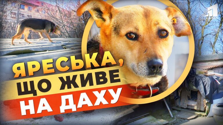 yareska-shho-zhyve-prosto-na-dahu-shhemlyva-istoriya-chotyrylapoyi