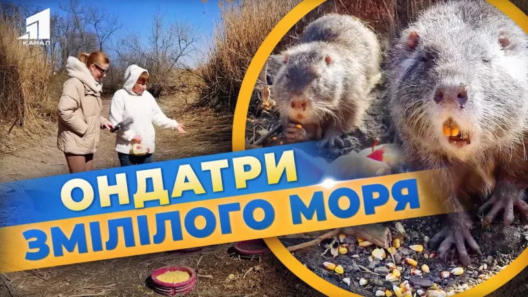 druzhni-susidy-ondatry-yak-nikopolczi-doglyadayut-ta-pidgodovuyut-gryzuniv-zmililogo-morya