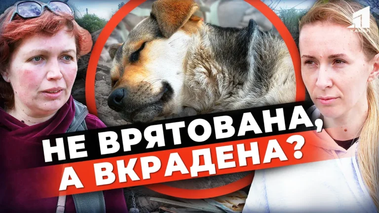 ne-vryatovana-a-vkradena-istoriya-sobaky-z-synelnykovogo-shho-perezhyla-strashnu-tragediyu