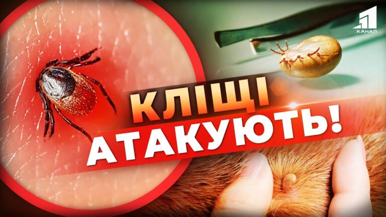 oberezhno-klishhi-atakuyut-yak-uberegtysya-vid-parazyta-ta-shho-robyty-yakshho-vin-vas-vkusyv