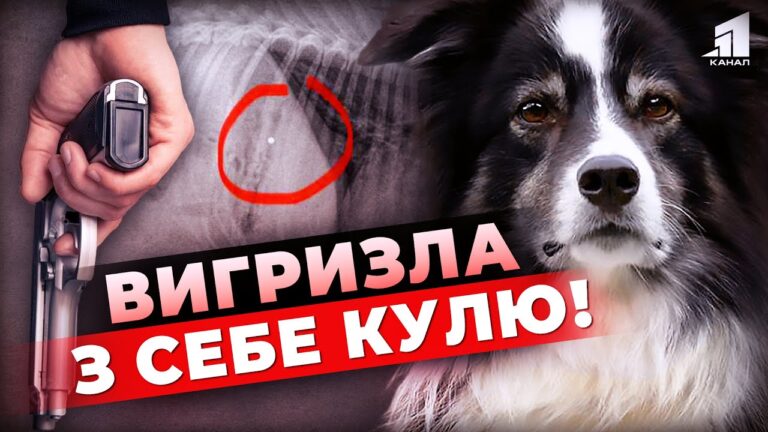 sobaka-vygryzla-z-sebe-kulyu-hto-u-kryvomu-rozi-vlashtuvav-spravzhnye-safari-na-hvostatyh