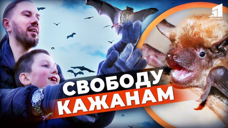 tysyachu-kazhaniv-vypustyly-na-volyu-tvarynky-zymuvaly-v-holodylnykah-i-projshly-reabilitacziyu