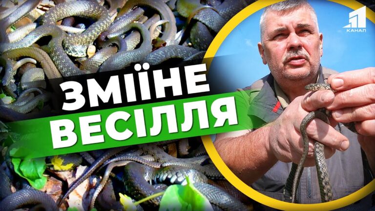 u-dnipri-pomityly-zmiyini-vesillya-yak-vidriznyty-gadyuku-vid-zvychajnogo-vuzha