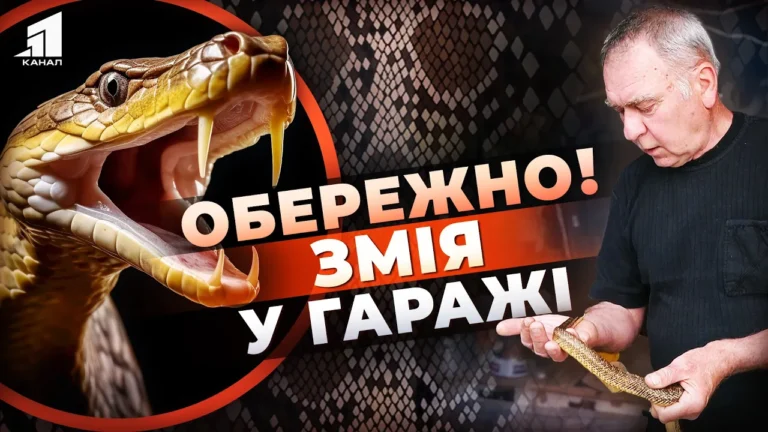 oberezhno-zmiya-u-garazhi-yak-v-majsternyu-potrapyv-chervonoknyzhnyj-plazun