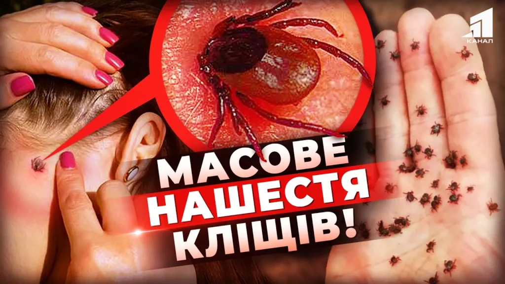 sezon-klishhiv-rozpochavsya-yak-vberegty-sebe-vid-parazyta-ta-chym-nebezpechna-hvoroba-lajma