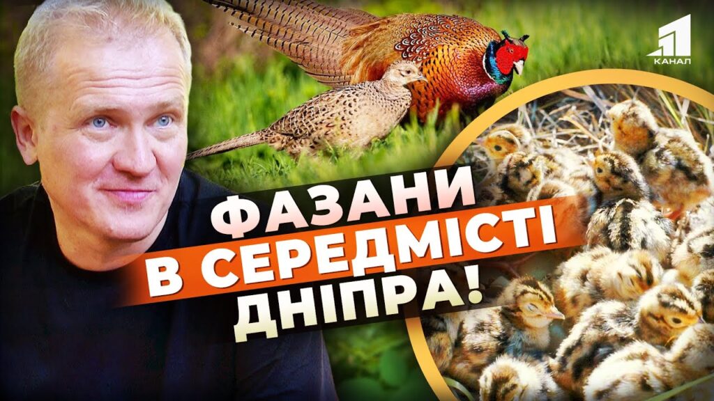 fazany-oselylysya-u-czentri-mista-dramatychni-podiyi-u-botanichnomu-sadu-dnipra-diznajtes-podrobyczi