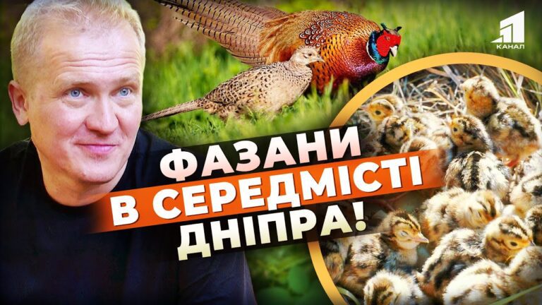 fazany-oselylysya-u-czentri-mista-dramatychni-podiyi-u-botanichnomu-sadu-dnipra-diznajtes-podrobyczi