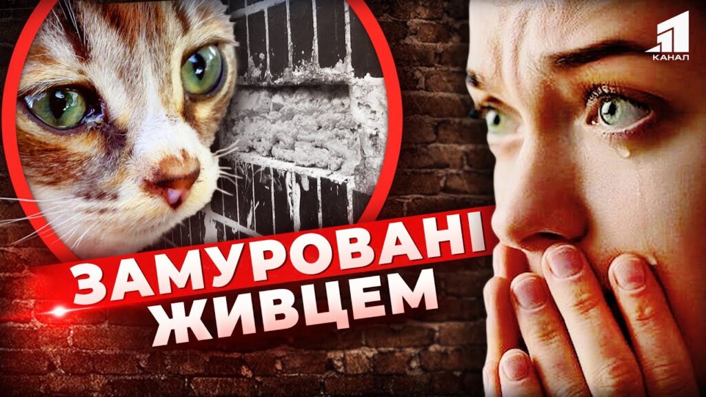 nelyudska-zhorstokist-v-dnipri-puhnastyh-zamurovuyut-u-podvalah-zhyvczem-zoozahysnyky-v-shoczi