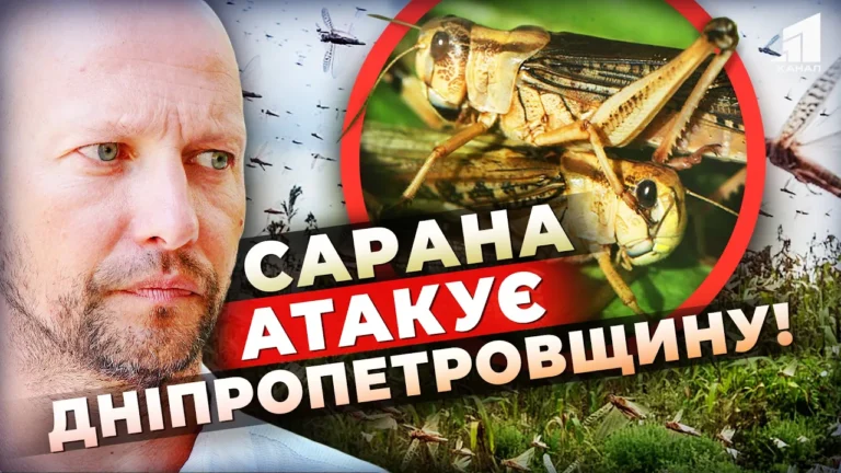 sarana-atakuvala-dnipropetrovshhynu-chym-cze-zagrozhuye-i-shho-robyty-fermeram