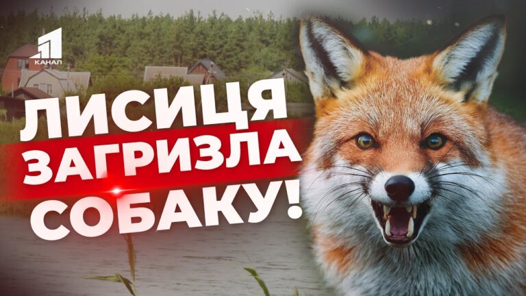 skazhena-lysyczya-z-yavylas-u-seli-u-pishhanczi-zaprovadyly-karantyn-ta-obov-yazkovi-shheplennya-chotyrylapyh