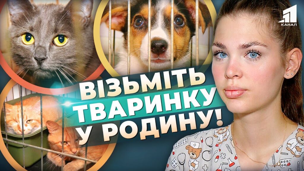 tvaryny-shukayut-novyj-dim-vetklinika-prosyt-pryhystyty-pokynutyh-cherez-vijnu-tvaryn