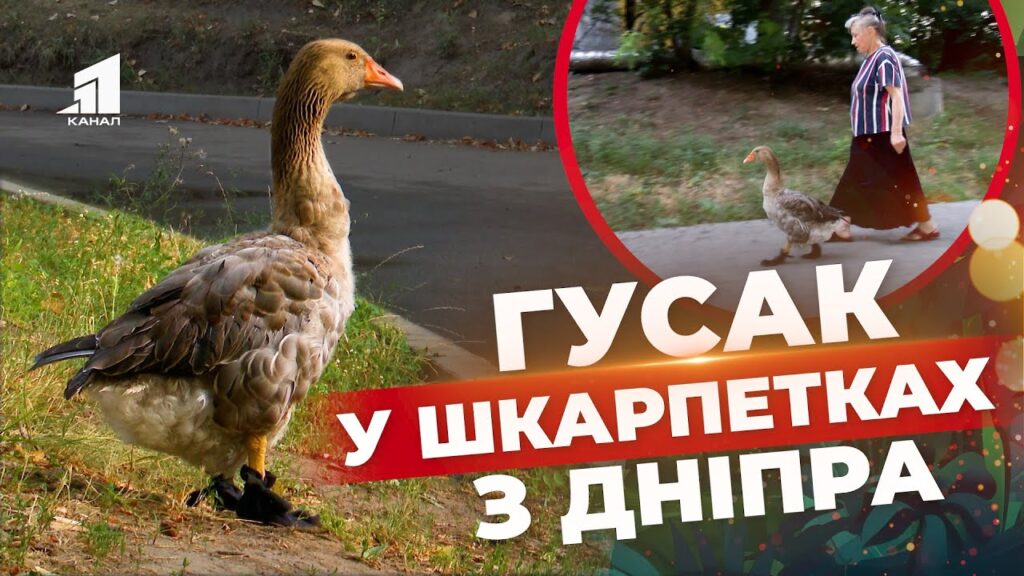 gosha-krylata-zirka-rajonu-gusak-v-dyvnomu-vzutti-gulyaye-vulyczyamy-dnipra-poryad-zi-svoyeyu-vlasnyczeyu