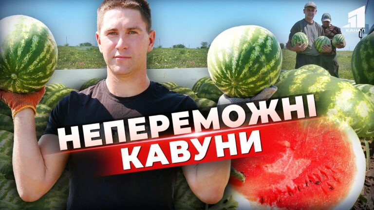 kavuny-nikopolshhyny-zamist-hersonskyh-yak-fermery-zbyrayut-vrozhaj-pid-vorozhym-pryczilom