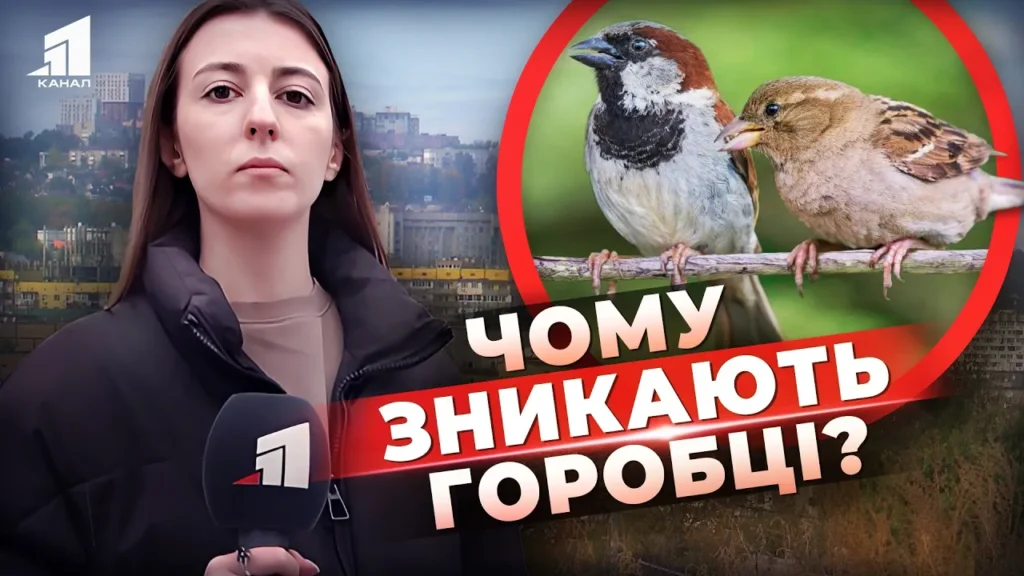 naukovczi-b-yut-na-spoloh-znykayut-gorobczi-chym-cze-zagrozhuye-lyudyam-shukaly-ptashok-u-dnipri