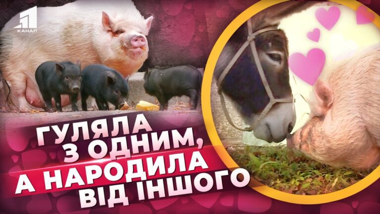 yiyi-istoriya-druzhby-z-vislyukom-yasheyu-vrazyla-vsyu-krayinu-svynka-hryunya-prynesla-potomstvo-vid-kogo