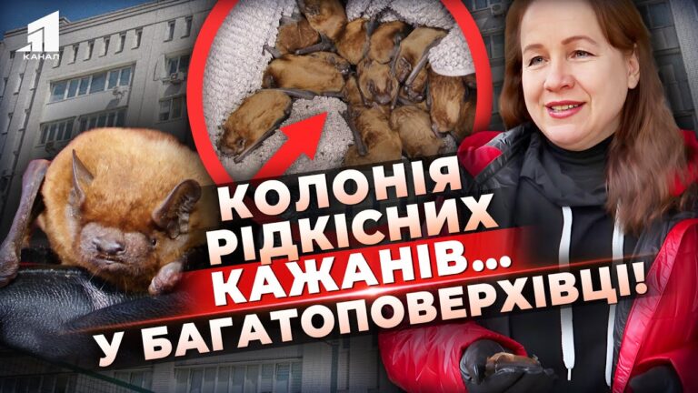 led-ne-zamurovaly-zazhyvo-koloniyu-kazhaniv-vyyavyly-u-bagatopoverhivczi-dnipra-shho-pro-nyh-vidomo