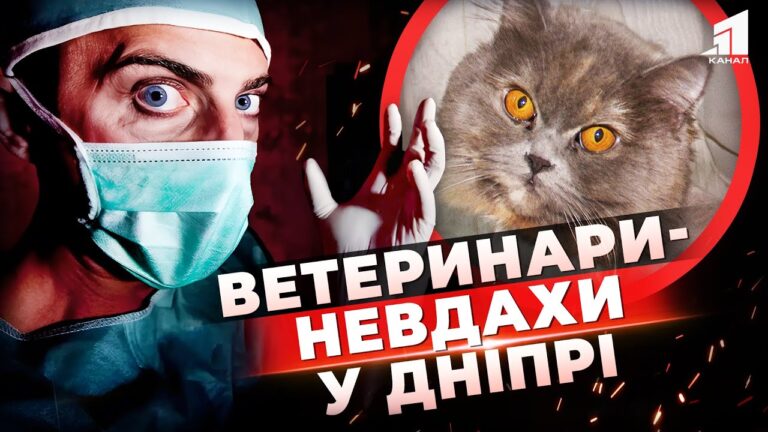 opiky-pislya-sterylizacziyi-veterynary-v-dnipri-zavdaly-shkody-kishczi-hto-ponese-vidpovidalnist