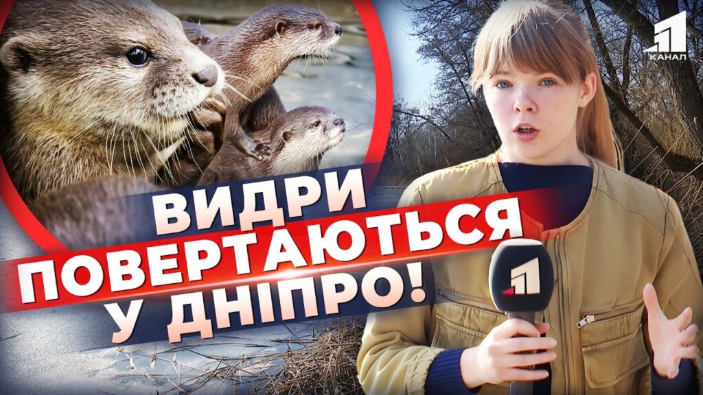 Video thumbnail for youtube video bdewnr3h-x8