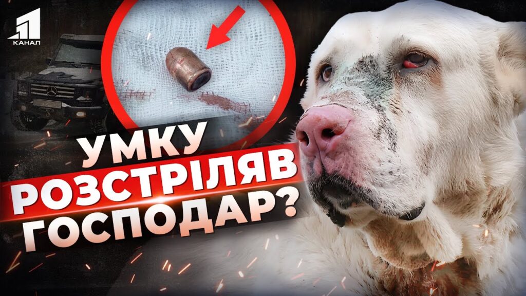 Video thumbnail for youtube video gbh1ibos6wc