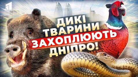 Video thumbnail for youtube video rh7vdipbzaw