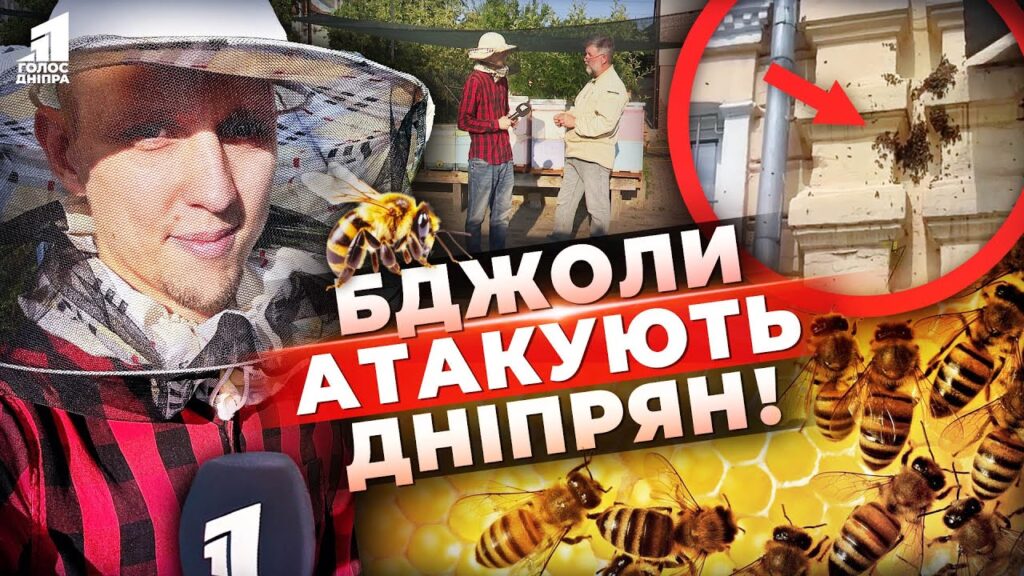 Video thumbnail for youtube video wzdh6qwikvm