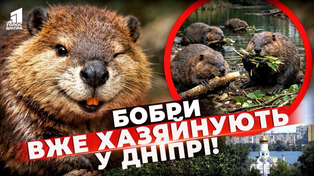 Vzhe Valyat Dereva Bobry Zahoplyuyut Monastyrskyj Ostriv U Dnipri