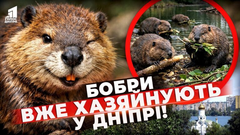 Vzhe Valyat Dereva Bobry Zahoplyuyut Monastyrskyj Ostriv U Dnipri